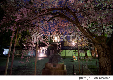 多賀大社の桜2021 80389802