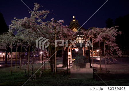 多賀大社の桜2021 多賀大社の桜2021 80389803