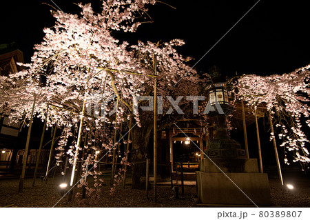 多賀大社の桜2021 多賀大社の桜2021 80389807