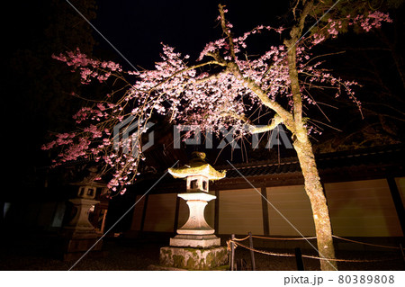 多賀大社の桜2021 80389808