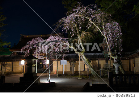 多賀大社の桜2021 多賀大社の桜2021 80389813
