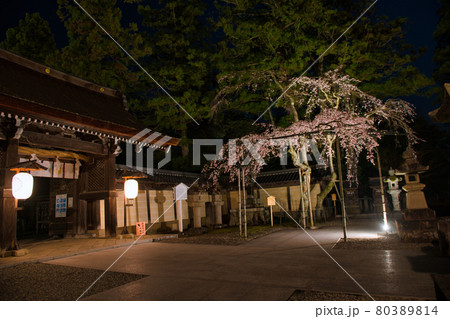 多賀大社の桜2021 80389814