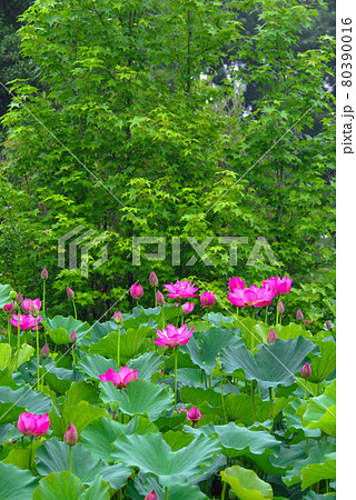蓮の花 蓮の花 80390016