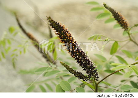 キャンプ場からの散歩道　道端の雑草 80390406
