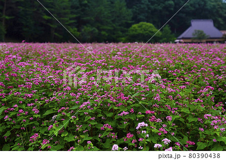 赤蕎麦の花咲く日本の田園風景 赤蕎麦の花咲く日本の田園風景 80390438
