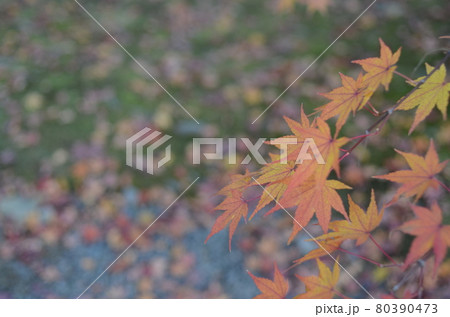 京都嵐山の紅葉 京都嵐山の紅葉 80390473