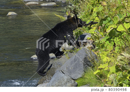 ヒグマ ヒグマ 80390498