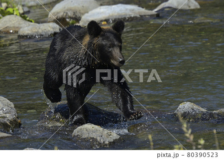 ヒグマ ヒグマ 80390523