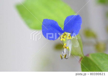 ツユクサの花 ツユクサの花 80390621