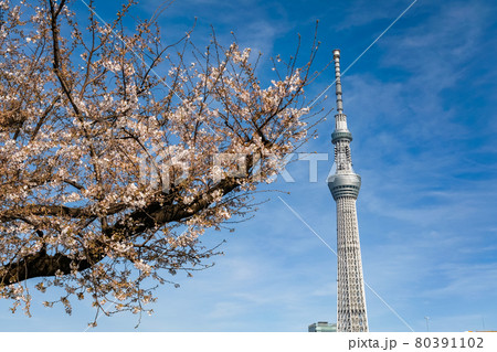 東京都 東京スカイツリーと剪定された桜 東京都 東京スカイツリーと剪定された桜 80391102