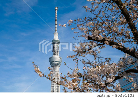 東京都 東京スカイツリーと剪定された桜 80391103