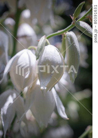 白いイトラン（ユッカ） 80391631