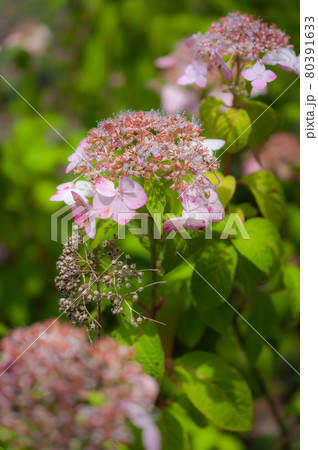 素朴なヤマアジサイ 80391633
