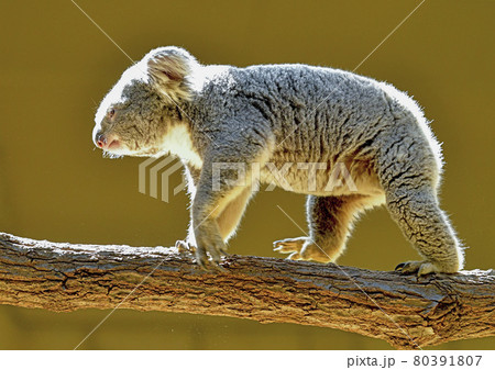 コアラ コアラ 80391807