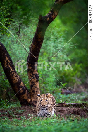 wild leopard or panther with eye contact in natural monsoon green background at jhalana forest or leopard reserve jaipur rajasthan - panthera pardus fusca wild leopard or panther with eye contact in natural monsoon green background at jhalana forest or leopard reserve jaipur rajasthan - panthera pardus fusca 80392122