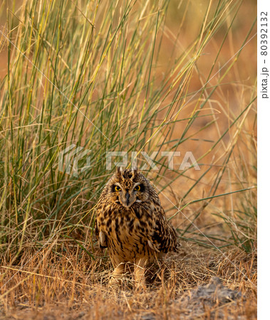 short eared owl or Asio flammeus portrait or close up 80392132