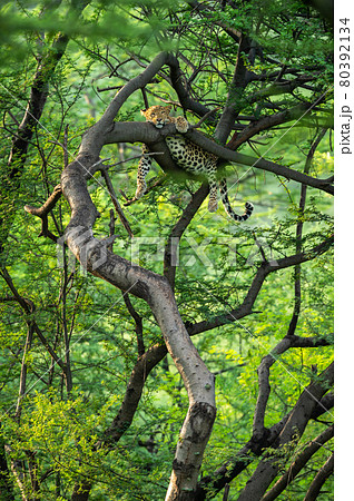 wild female leopard or panther on tree trunk with eye contact in natural monsoon green background at forest or central india - panthera pardus fusca wild female leopard or panther on tree trunk with eye contact in natural monsoon green background at forest or central india - panthera pardus fusca 80392134