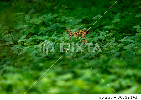Wild male leopard or panther with eyes only hiding in natural green grass in monsoon season safari at jhalana leopard or forest reserve jaipur rajasthan india - panthera pardus fusca 80392143