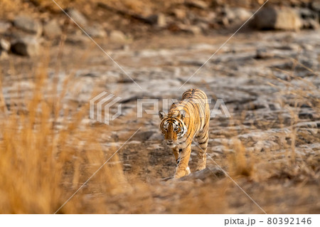 wild royal bengal female tiger or tigress walking head on during outdoor jungle safari at ranthambore national park or tiger reserve sawai madhopur rajasthan india - panthera tigris tigris 80392146