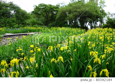 ぐんまフラワーパークの菖蒲 80392184