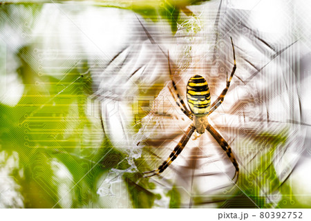 Conceptual spider web and wasp spider in natural and technology circuit board background. Futuristic world in which nature is intertwined with computer virtual reality. 80392752