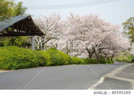 島根県　斐川公園の桜（2021年3月） 80393260