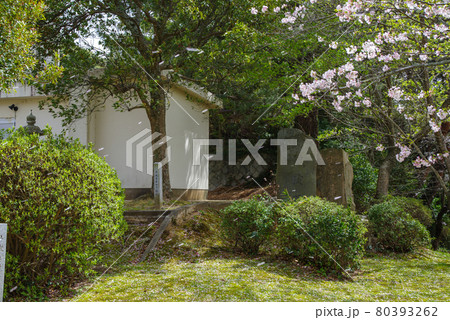 島根県　斐川公園の桜（2021年3月） 80393262