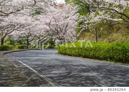 島根県　斐川公園の桜（2021年3月） 80393264
