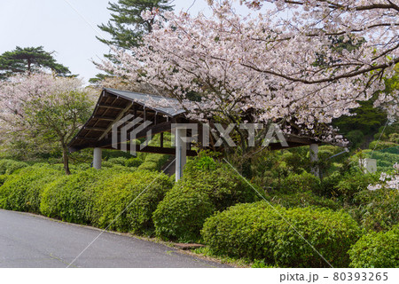 島根県 斐川公園の桜(2021年3月) 島根県 斐川公園の桜(2021年3月) 80393265