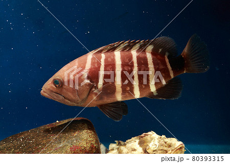 ハタ マハタ ハタ マハタ 80393315