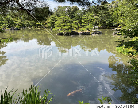 金閣寺・池の鯉 金閣寺・池の鯉 80394184