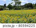 ふなばしアンデルセン公園。ひまわり迷路と風車。（7月）千葉県船橋市 80394225