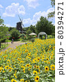 ふなばしアンデルセン公園。ひまわり迷路と風車。（7月）千葉県船橋市 80394271
