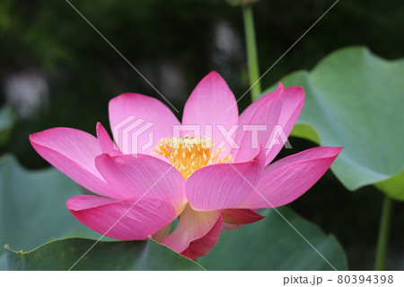 光のあたる開いた濃いピンクの蓮の花 80394398