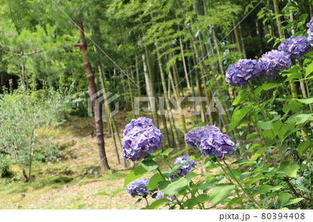 紫陽花の咲きぼんやり竹林や緑の樹々が見える風景 80394408