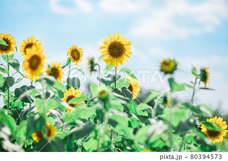 青空とひまわり 80394573