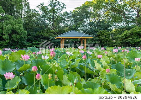 大府市　星名池に咲く満開の蓮の花 80394826