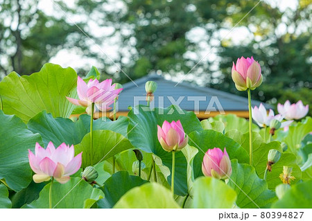 大府市 星名池に咲く満開の蓮の花 大府市 星名池に咲く満開の蓮の花 80394827