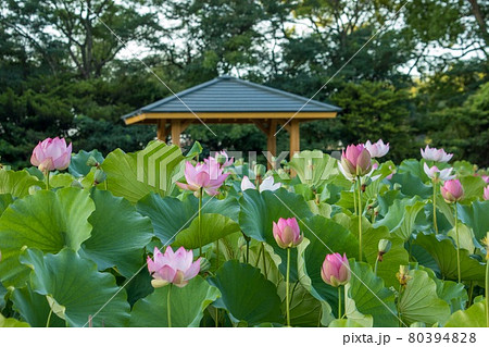 大府市 星名池に咲く満開の蓮の花 大府市 星名池に咲く満開の蓮の花 80394828