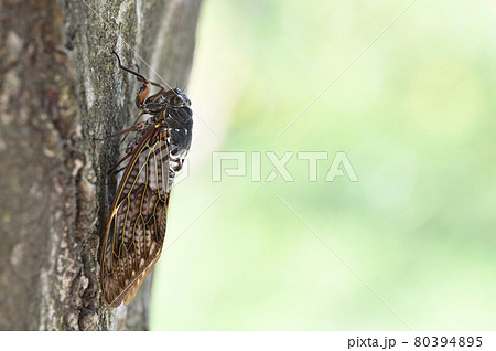 アブラゼミ 80394895