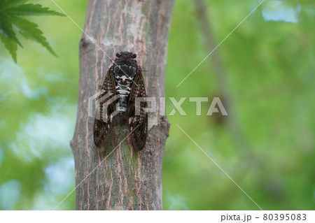 アブラゼミ ～夏の風物詩～ 80395083