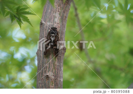 アブラゼミ ～夏の風物詩～ 80395088