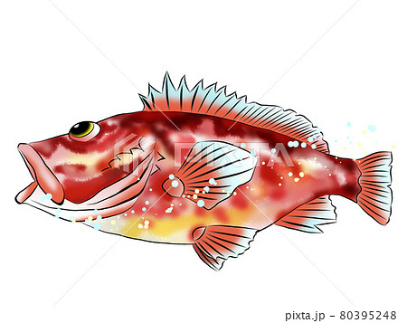 岩場で泳ぐ魚のイラスト カサゴのイラスト素材