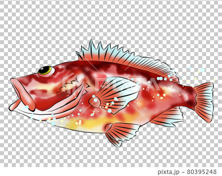 Illustration of a fish swimming in a rocky scorpion fish 80395248