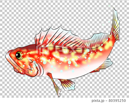 Illustration of familiar fish in rocky scorpion fish 80395250