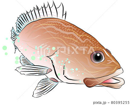 奇麗な泳ぐ魚のイラスト ハタのイラスト素材
