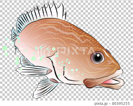 奇麗な泳ぐ魚のイラスト ハタ 奇麗な泳ぐ魚のイラスト ハタ 80395255