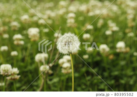 キャンプ場からの散歩道 道端で見つけたたんぽぽの綿毛 キャンプ場からの散歩道 道端で見つけたたんぽぽの綿毛 80395502