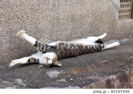 ご機嫌に伸びをする猫 80395696