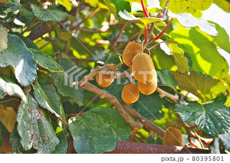 夏のキウイフルーツの実 80395801